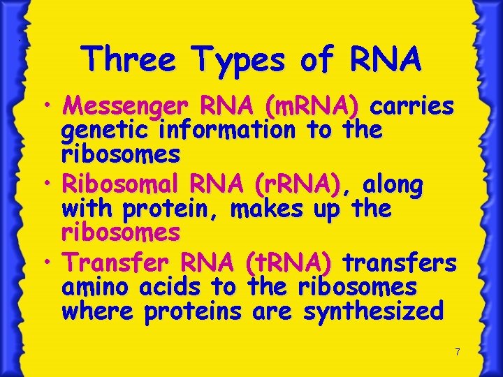 . Three Types of RNA • Messenger RNA (m. RNA) carries genetic information to