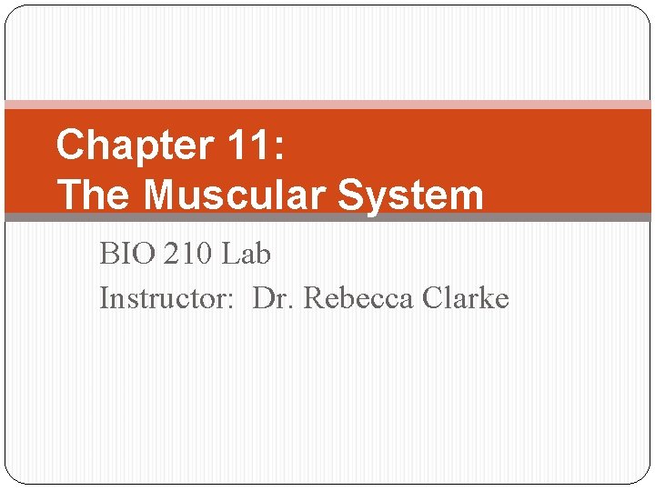 Chapter 11: The Muscular System BIO 210 Lab Instructor: Dr. Rebecca Clarke 