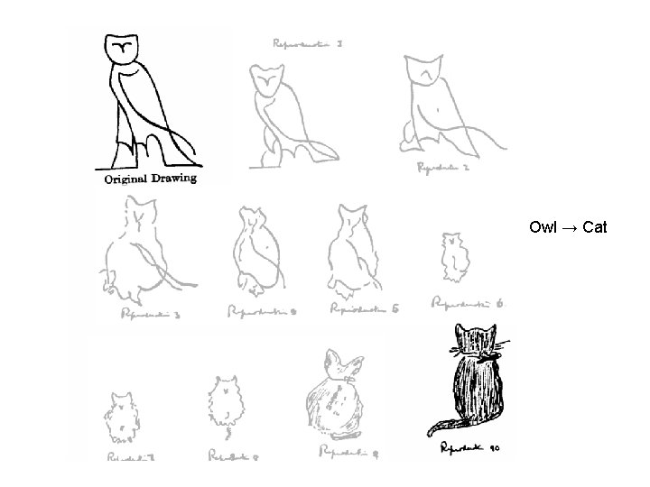 Owl → Cat 