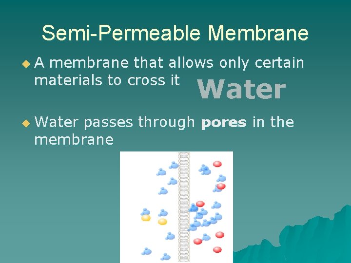 Semi-Permeable Membrane u. A membrane that allows only certain materials to cross it Water