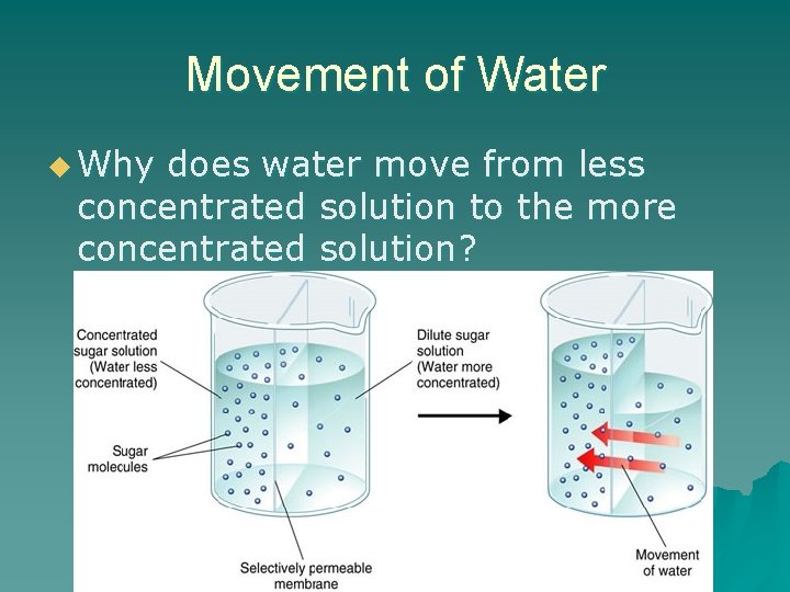 Movement of Water u Why does water move from less concentrated solution to the