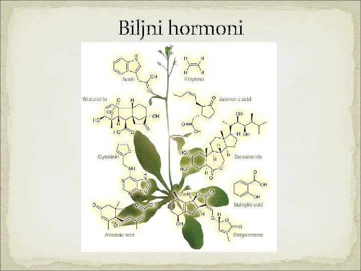 Biljni hormoni 