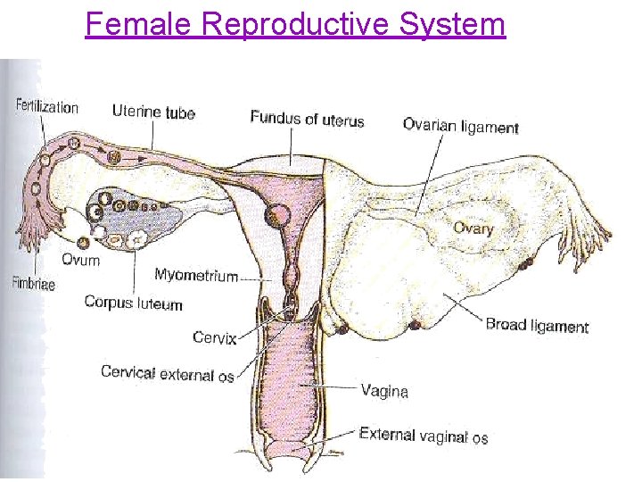 Female Reproductive System 