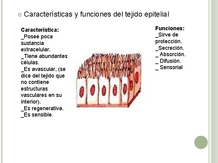  Características y funciones del tejido epitelial Característica: _Posee poca sustancia extracelular. _Tiene abundantes