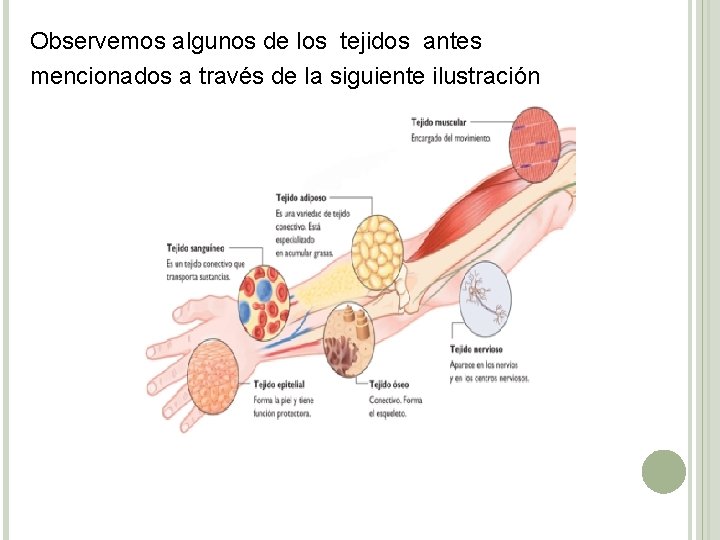 Observemos algunos de los tejidos antes mencionados a través de la siguiente ilustración 