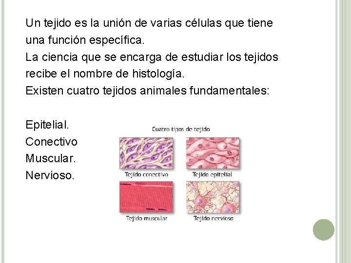 Un tejido es la unión de varias células que tiene una función específica. La