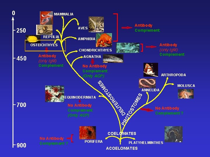 0 MAMMALIA Antibody Complement: AVES 250 REPTILIA AMPHIBIA Antibody (only Ig. M) Complement: OSTEICHTHYES