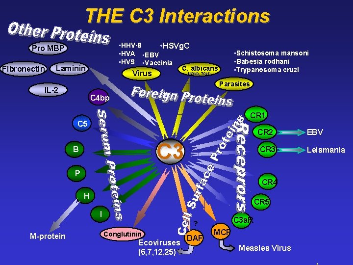 THE C 3 Interactions • HHV-8 • HSVg. C • HVA • EBV •