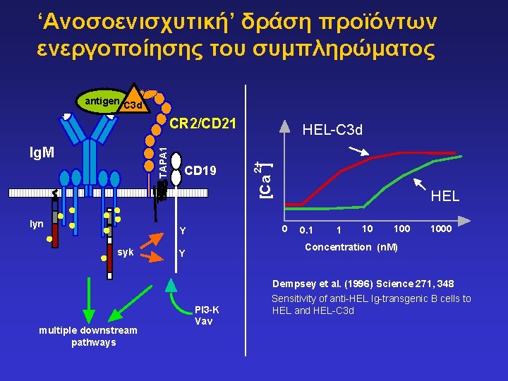 ‘Ανοσοενισχυτική’ δράση προϊόντων ενεργοποίησης του συμπληρώματος antigen C 3 d CR 2/CD 21 lyn