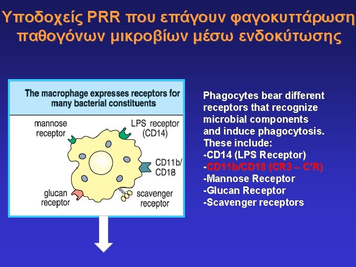 Υποδοχείς PRR που επάγουν φαγοκυττάρωση παθογόνων μικροβίων μέσω ενδοκύτωσης Phagocytes bear different receptors that