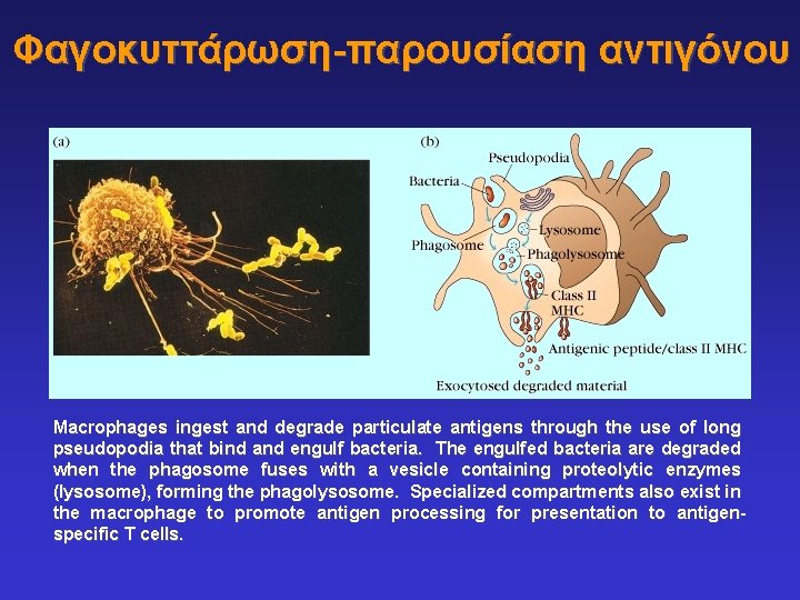 Φαγοκυττάρωση-παρουσίαση αντιγόνου Macrophages ingest and degrade particulate antigens through the use of long pseudopodia