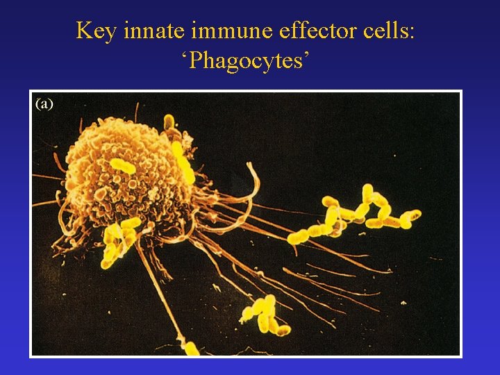 Key innate immune effector cells: ‘Phagocytes’ 