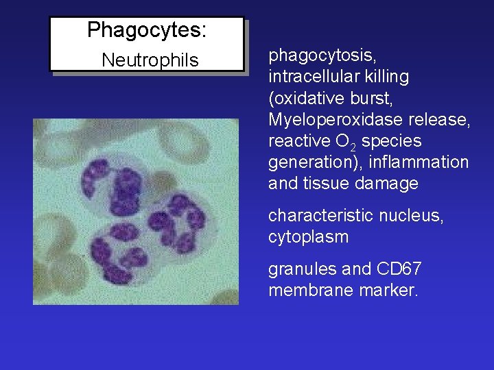 Phagocytes: Neutrophils phagocytosis, intracellular killing (oxidative burst, Myeloperoxidase release, reactive O 2 species generation),