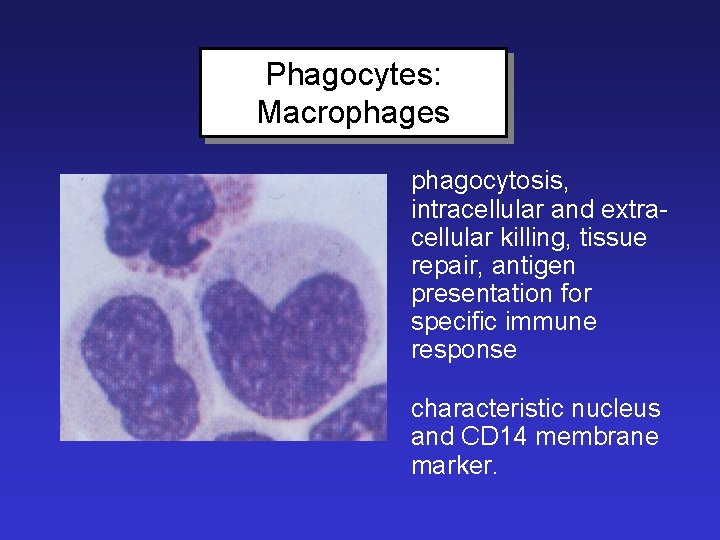Phagocytes: Macrophages phagocytosis, intracellular and extracellular killing, tissue repair, antigen presentation for specific immune