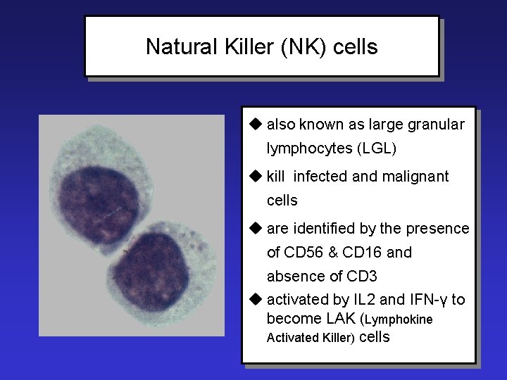 Natural Killer (NK) cells u also known as large granular lymphocytes (LGL) u kill