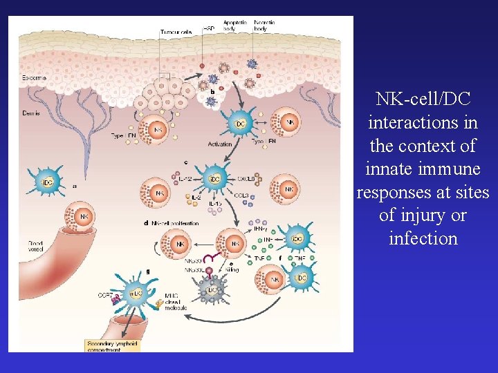 NK-cell/DC interactions in the context of innate immune responses at sites of injury or