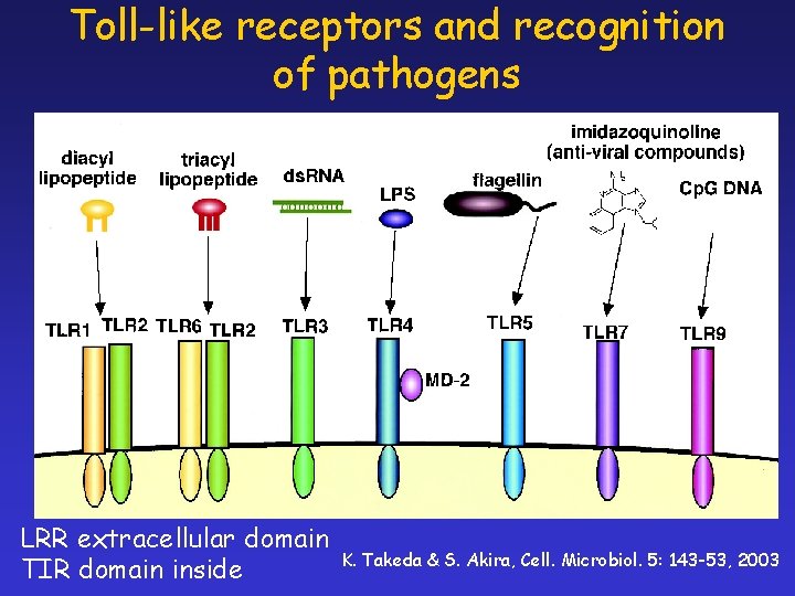 Toll-like receptors and recognition of pathogens LRR extracellular domain TIR domain inside K. Takeda