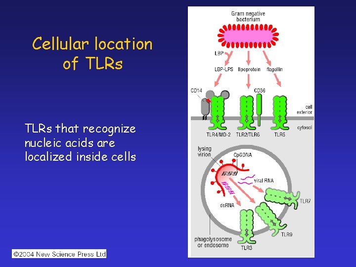 Cellular location of TLRs that recognize nucleic acids are localized inside cells 