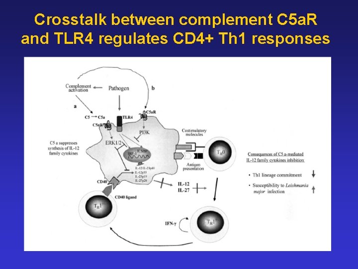 Crosstalk between complement C 5 a. R and TLR 4 regulates CD 4+ Th