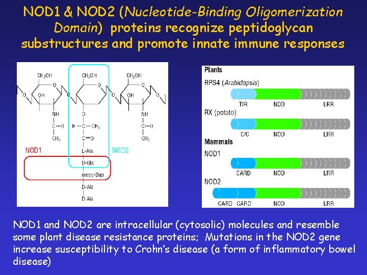 NOD 1 & NOD 2 (Nucleotide-Binding Oligomerization Domain) proteins recognize peptidoglycan substructures and promote