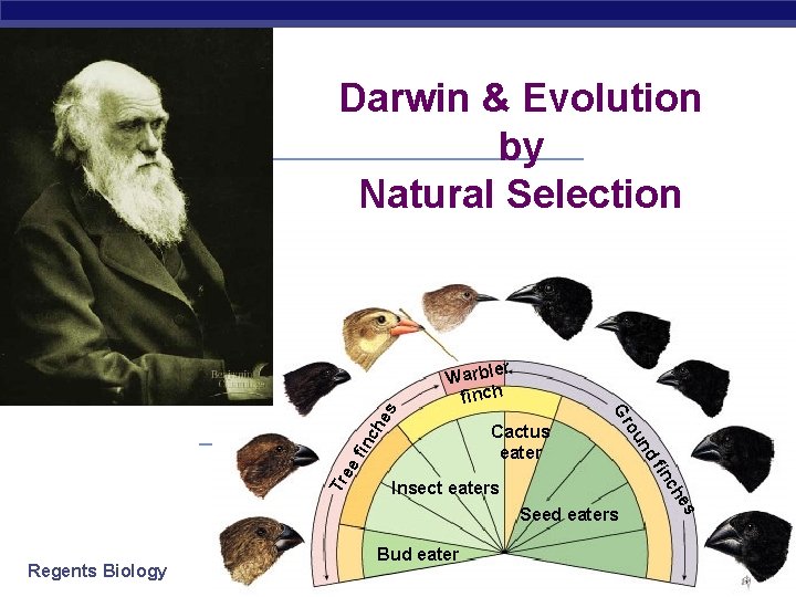 Darwin & Evolution by Natural Selection ch he fin c ee Tr fin Insect