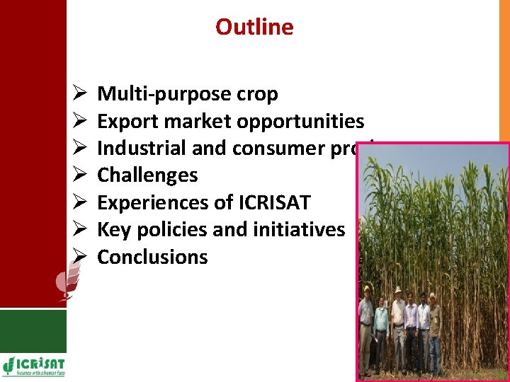 Outline Ø Ø Ø Ø Multi-purpose crop Export market opportunities Industrial and consumer products