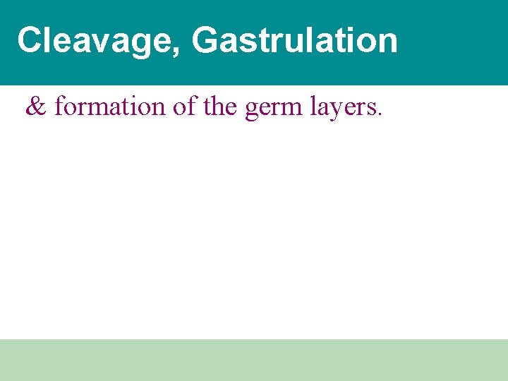 Cleavage, Gastrulation & formation of the germ layers. 