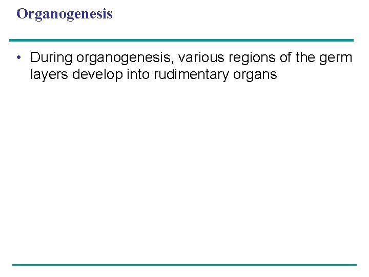 Organogenesis • During organogenesis, various regions of the germ layers develop into rudimentary organs