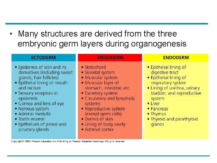  • Many structures are derived from the three embryonic germ layers during organogenesis