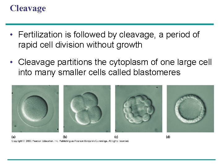 Cleavage • Fertilization is followed by cleavage, a period of rapid cell division without