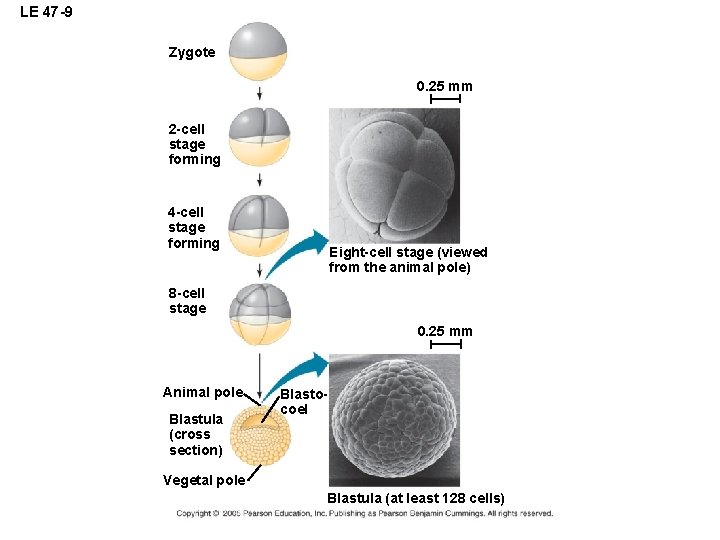 LE 47 -9 Zygote 0. 25 mm 2 -cell stage forming 4 -cell stage