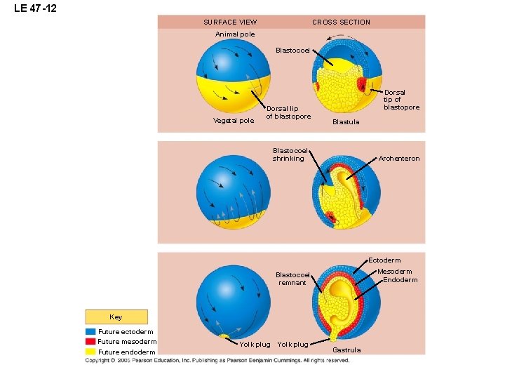 LE 47 -12 CROSS SECTION SURFACE VIEW Animal pole Blastocoel Vegetal pole Dorsal lip