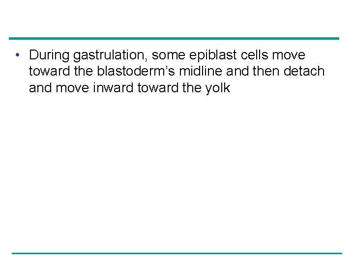  • During gastrulation, some epiblast cells move toward the blastoderm’s midline and then