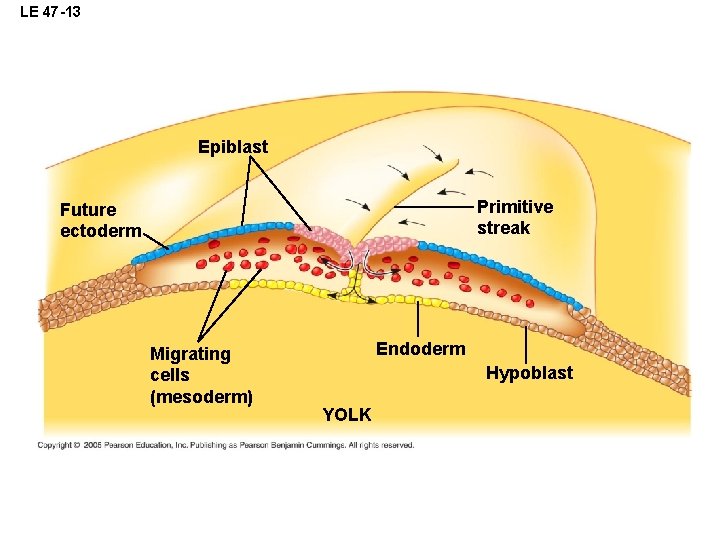 LE 47 -13 Epiblast Primitive streak Future ectoderm Migrating cells (mesoderm) Endoderm Hypoblast YOLK