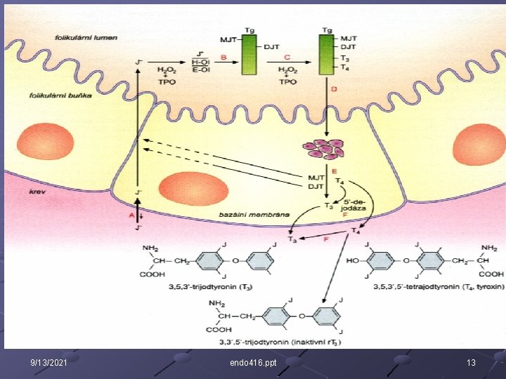 Syntéza hormónov štítnej žľazy Obr 26. 11 – s. 412 9/13/2021 endo 416. ppt