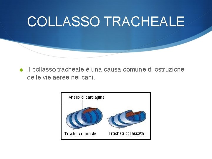 COLLASSO TRACHEALE S Il collasso tracheale è una causa comune di ostruzione delle vie