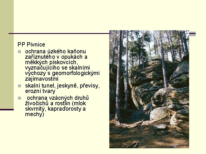 PP Pivnice n ochrana úzkého kaňonu zaříznutého v opukách a měkkých pískovcích, vyznačujícího se