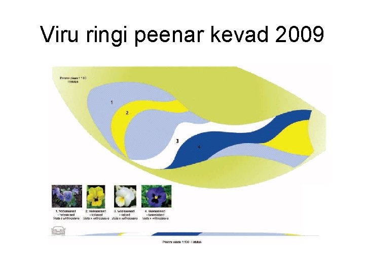 Viru ringi peenar kevad 2009 