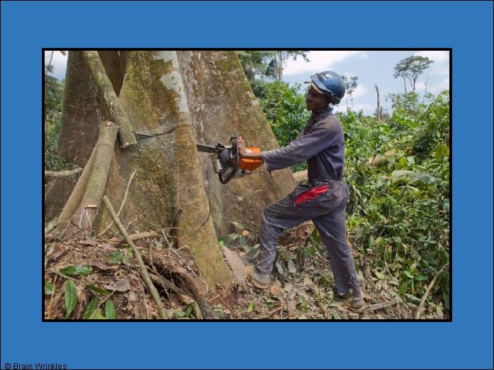 © Brain Wrinkles © Brain Wrinkles