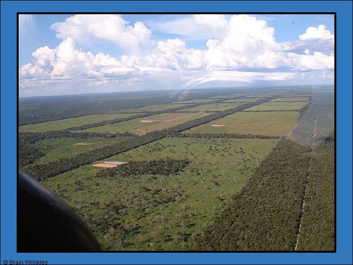 © Brain Wrinkles © Brain Wrinkles