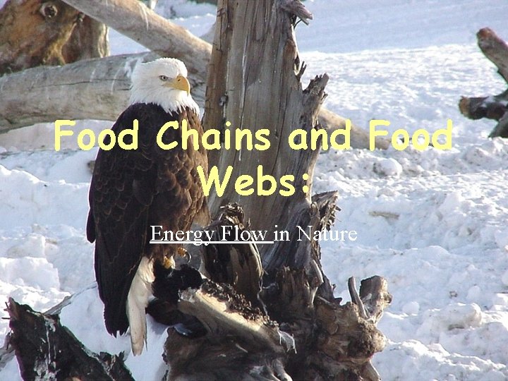 Food Chains and Food Webs: Energy Flow in Nature 