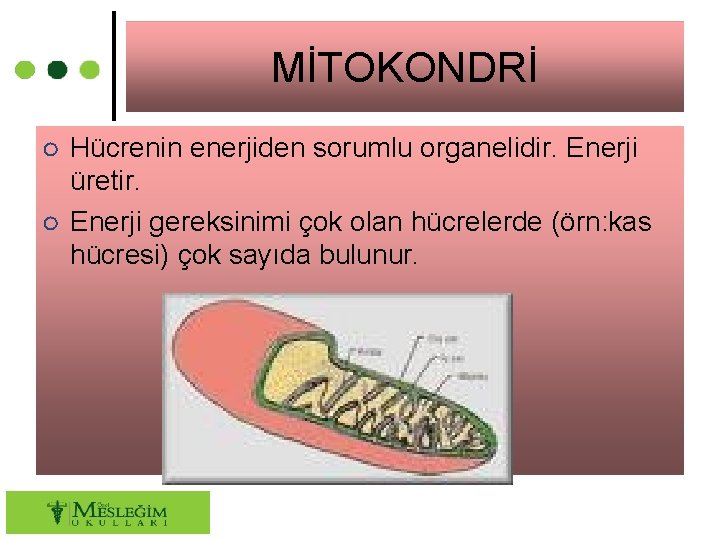 MİTOKONDRİ ○ Hücrenin enerjiden sorumlu organelidir. Enerji üretir. ○ Enerji gereksinimi çok olan hücrelerde