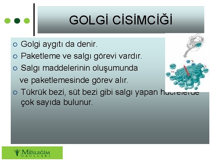 GOLGİ CİSİMCİĞİ ○ Golgi aygıtı da denir. ○ Paketleme ve salgı görevi vardır. ○