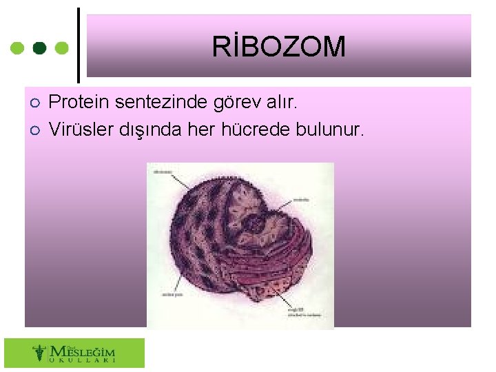 RİBOZOM ○ Protein sentezinde görev alır. ○ Virüsler dışında her hücrede bulunur. 