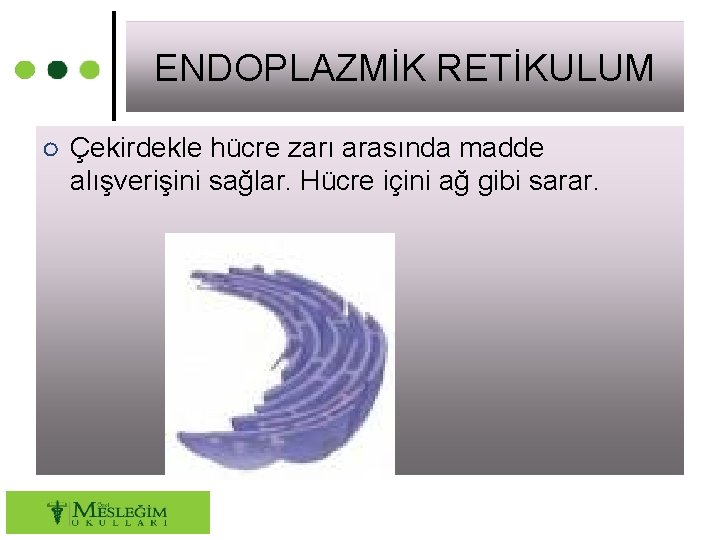 ENDOPLAZMİK RETİKULUM ○ Çekirdekle hücre zarı arasında madde alışverişini sağlar. Hücre içini ağ gibi