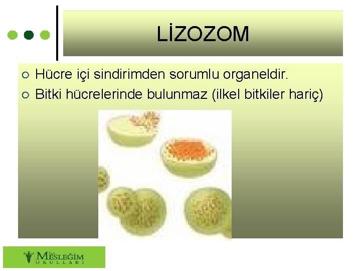 LİZOZOM ○ Hücre içi sindirimden sorumlu organeldir. ○ Bitki hücrelerinde bulunmaz (ilkel bitkiler hariç)