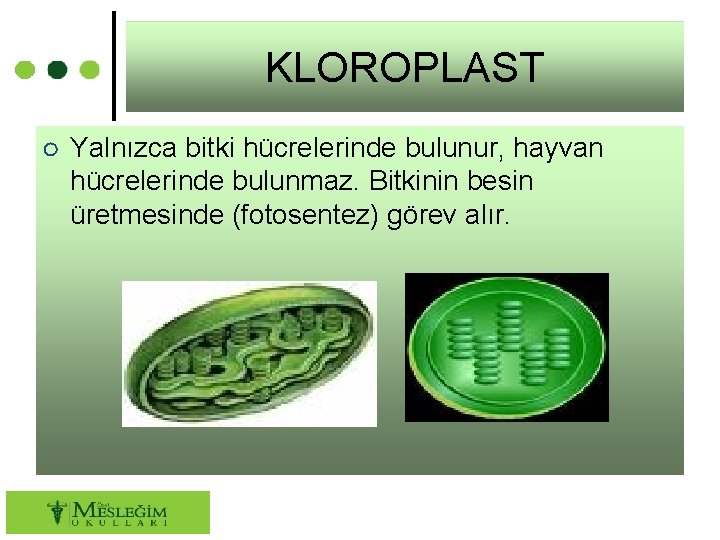 KLOROPLAST ○ Yalnızca bitki hücrelerinde bulunur, hayvan hücrelerinde bulunmaz. Bitkinin besin üretmesinde (fotosentez) görev