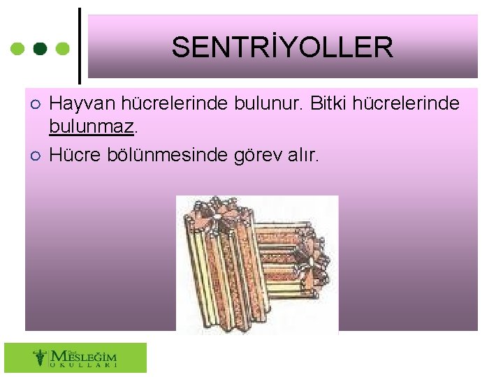 SENTRİYOLLER ○ Hayvan hücrelerinde bulunur. Bitki hücrelerinde bulunmaz. ○ Hücre bölünmesinde görev alır. 