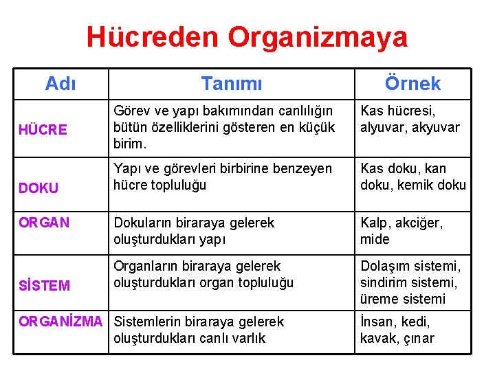 Hücreden Organizmaya Adı HÜCRE DOKU ORGAN SİSTEM Tanımı Örnek Görev ve yapı bakımından canlılığın