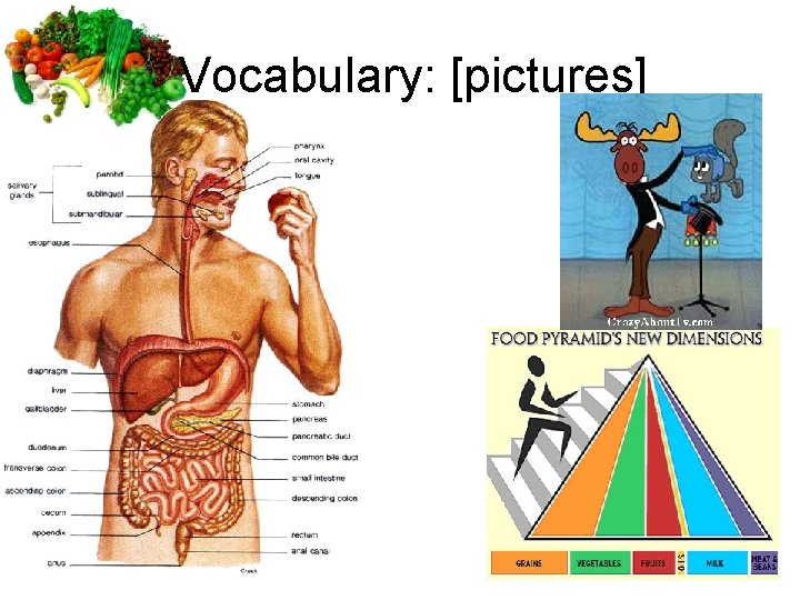 Vocabulary: [pictures] 